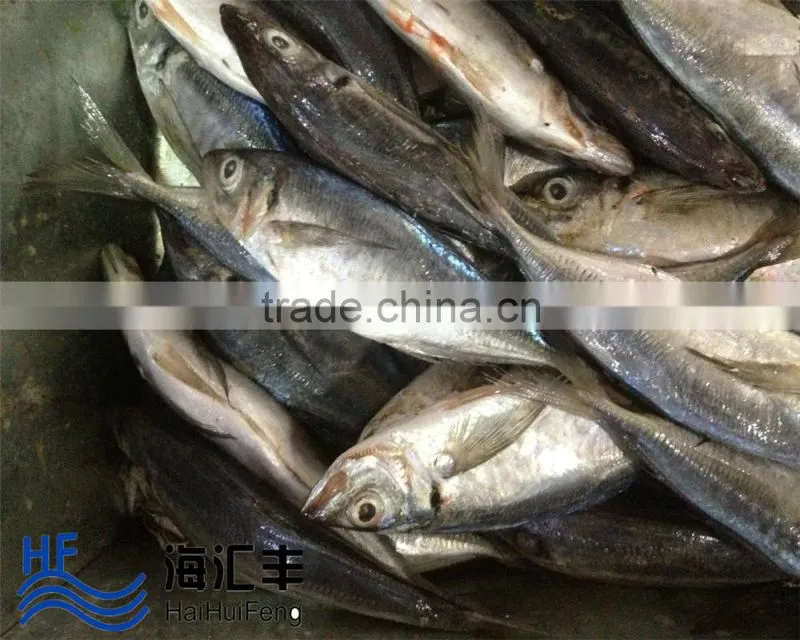 Bulk pack frozen horse mackerel BQF from China