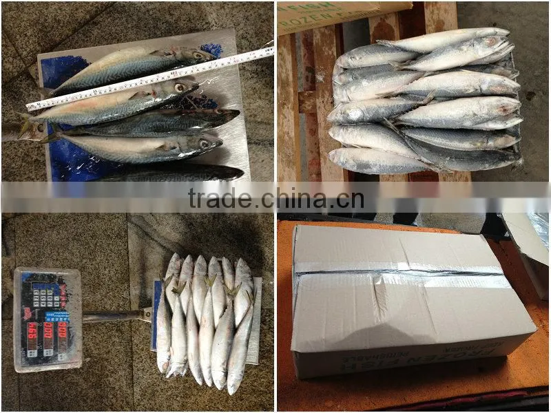 Frozen mackerel scomber scombrus