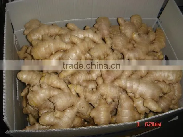 150g & up fresh ginger