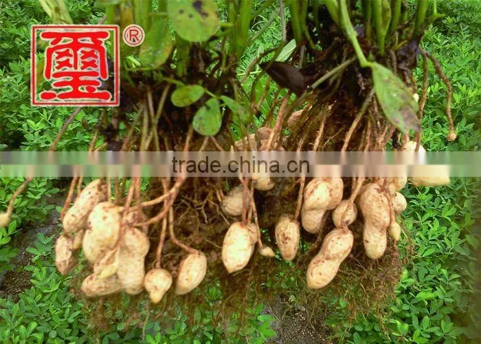 2015 new crop Roasted Peanuts in Shell