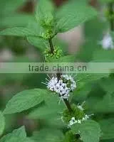 MINT OILS