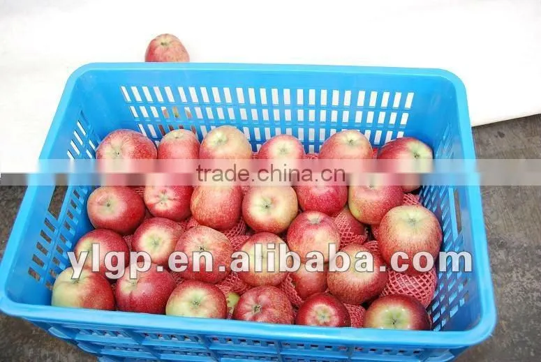 Red star apple