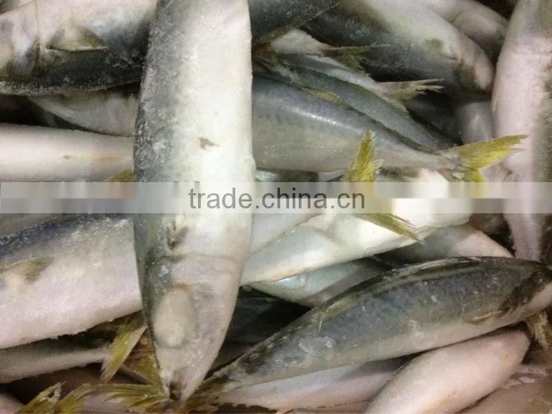 IQF mackerel 6-8pcs/kg