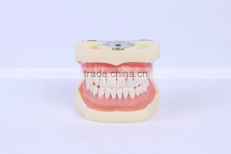 New Design Wholesale dental teaching model Standard Tooth Model of White Alundum Dentition Model