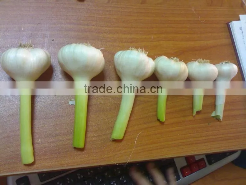 White Garlic