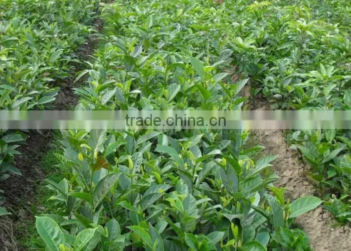 jackfruit trees