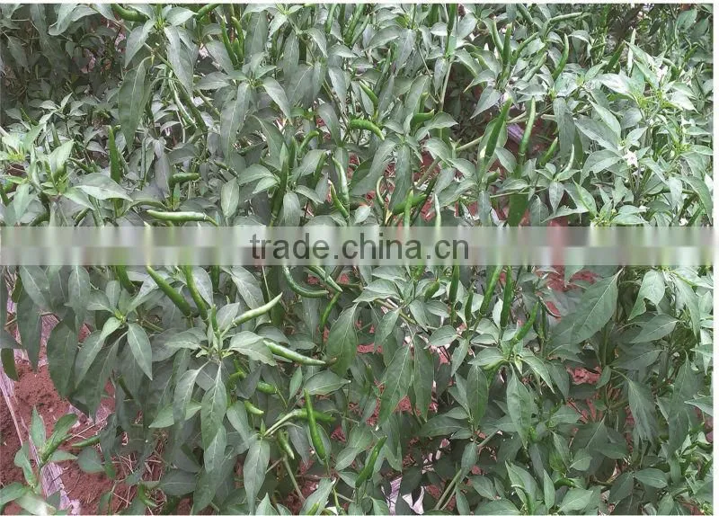 Mo Fulvic acid fertilizer