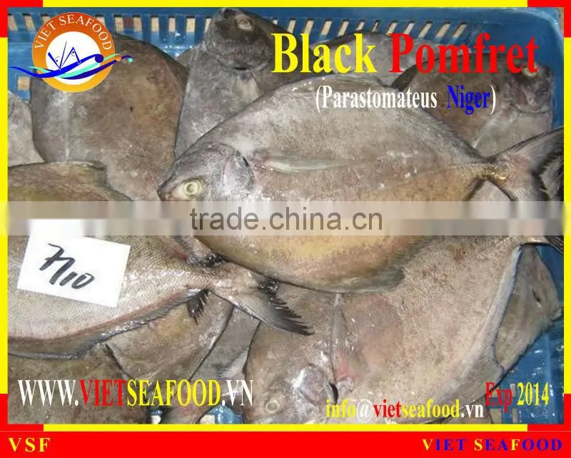 FROZEN WHOLE ROUND BLACK POMFRET