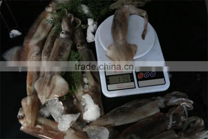 Frozen illex squid