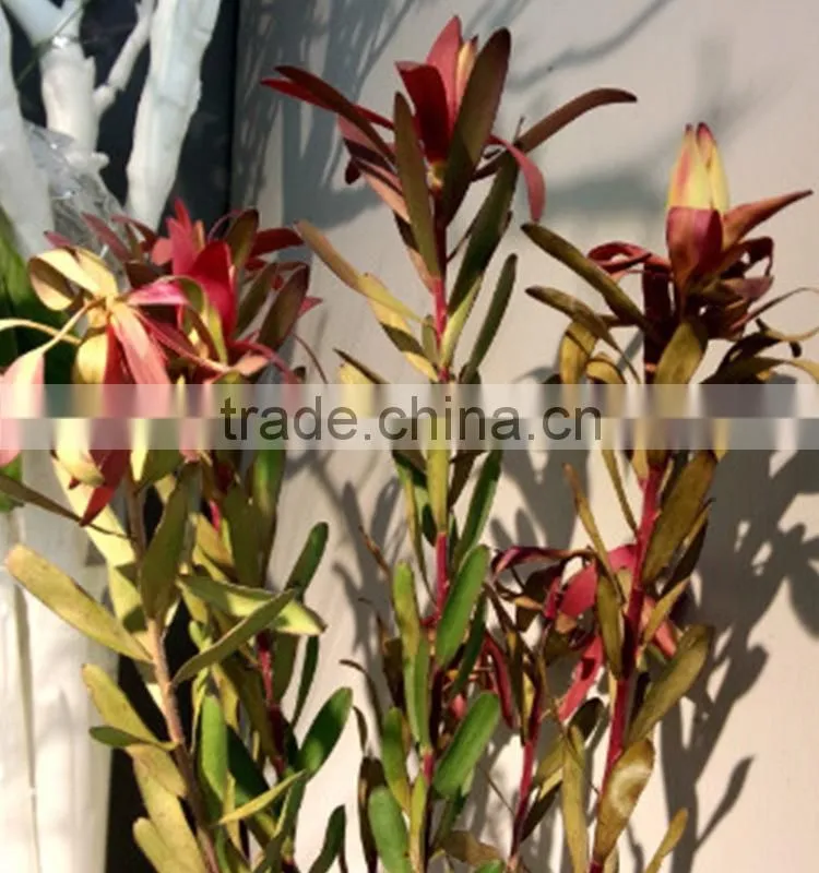 Newest manufacture wholesale Leucadendronflower