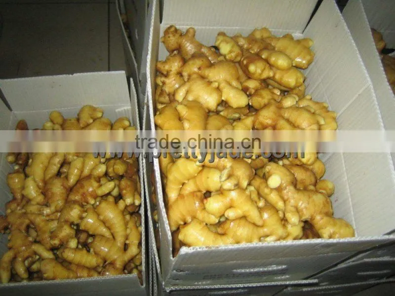 specification fresh ginger