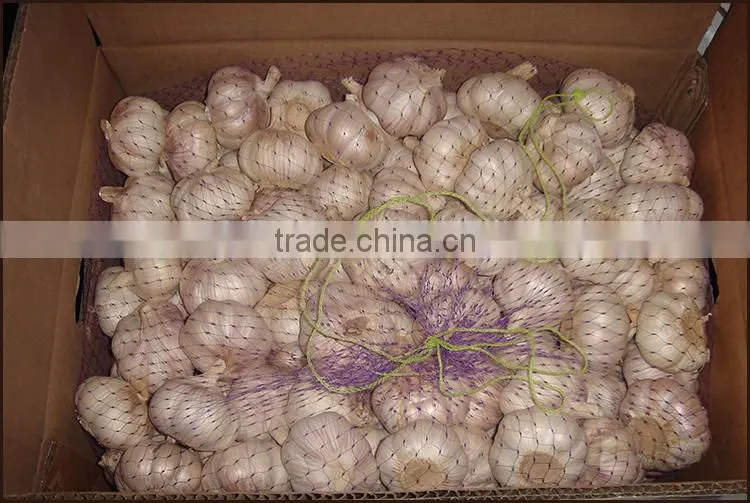 Fresh Garlic