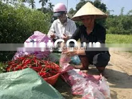 Good quality dry red chili
