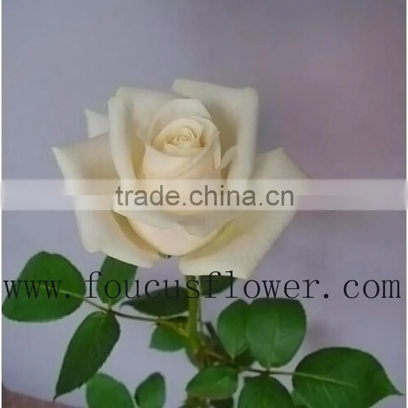 Alibaba China Hot Sale Rose Cut Vendela Fresh Roses Cut Flowers From China