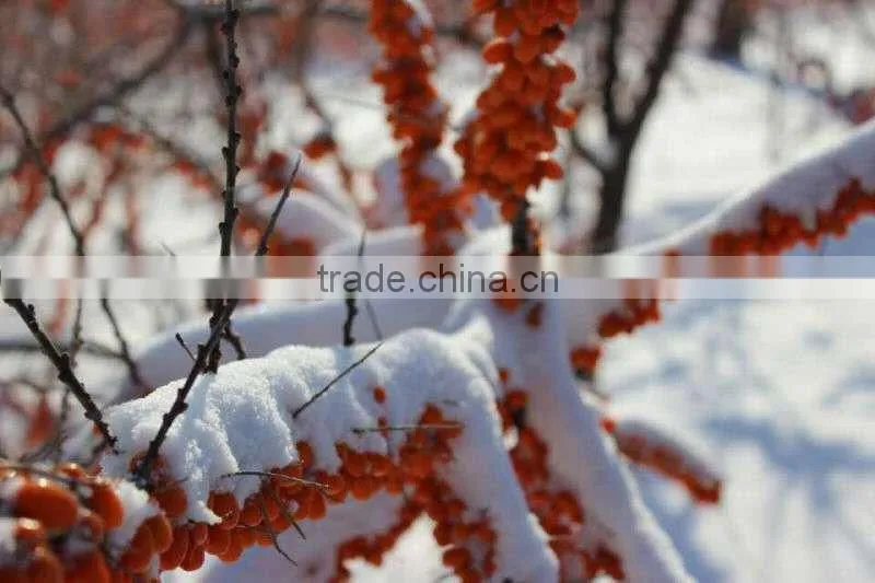 Hippophae rhamnoides oil /sea buckorn fruit oil/seabuckthorn oil