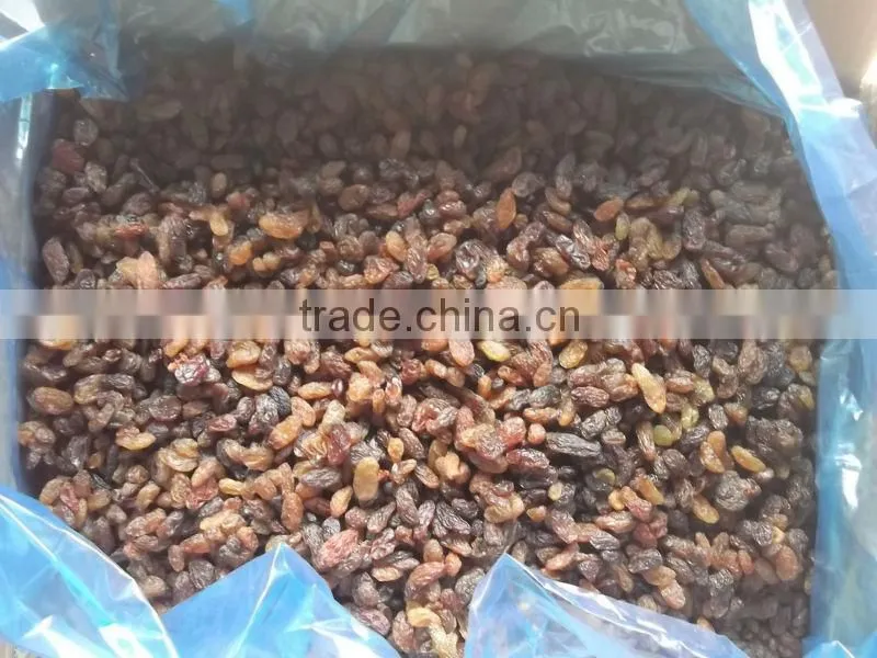 Dried Raisin, Organic Raisin, Red/Green