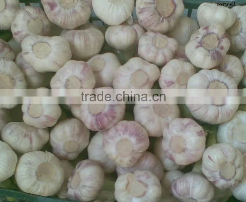 Liliaceous Vegetabless Product Type and Garlic 2017