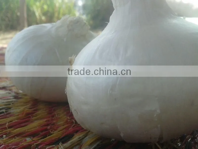 New Crop Normal White Onion Price