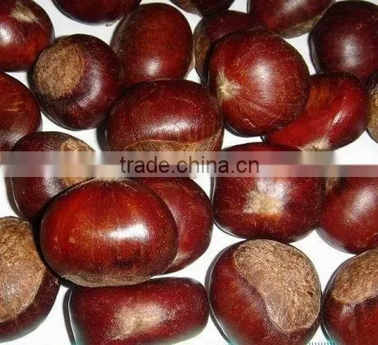 Types of Chinese origin fresg chestnut