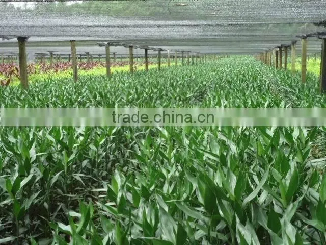 Indoor decorative ornamental bonsai plants of Dracaena sanderiana