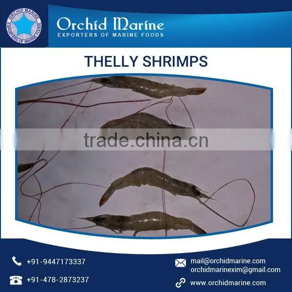 2017 Most Selling Organic and Pure Thelly Shrimps Available for Wholesale Purchase