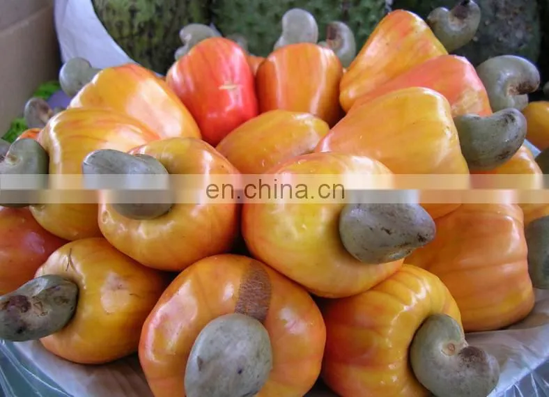 Automatic Cashew Nut Processing Line |cashew shelling machine cashew sheller