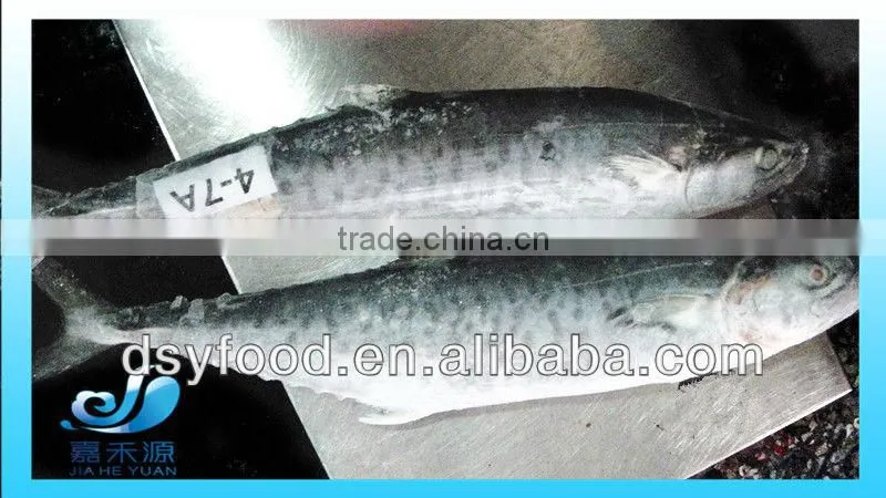 Frozen Pacific Mackerel