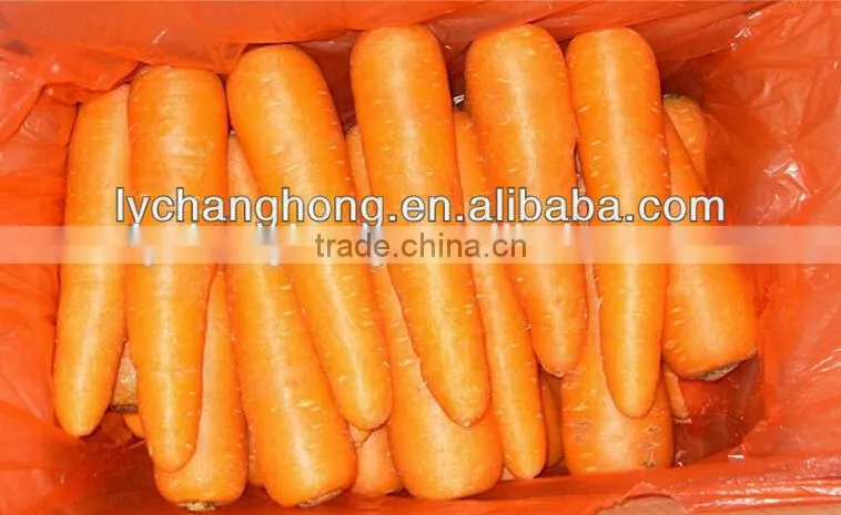 Chinese new crop high quality 80-150g fresh carrot