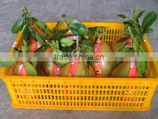 Fresh Honey Pomelo/ Grapefruit (Premium quality)