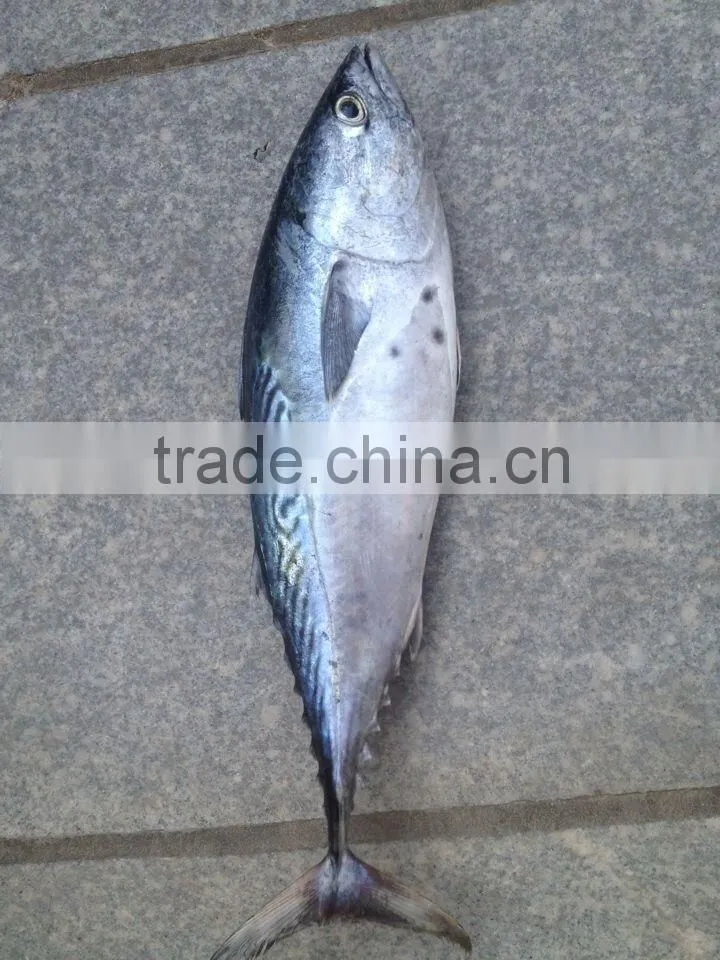 A grade WR frozen bonito seafood product