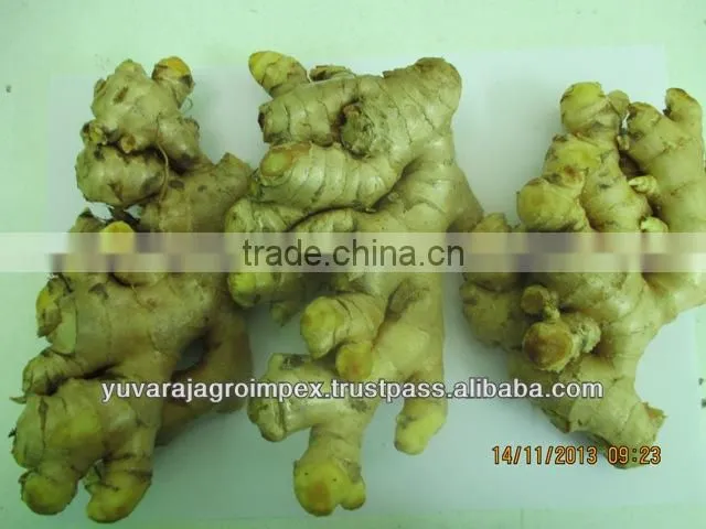 Best Quality Ginger for Sale