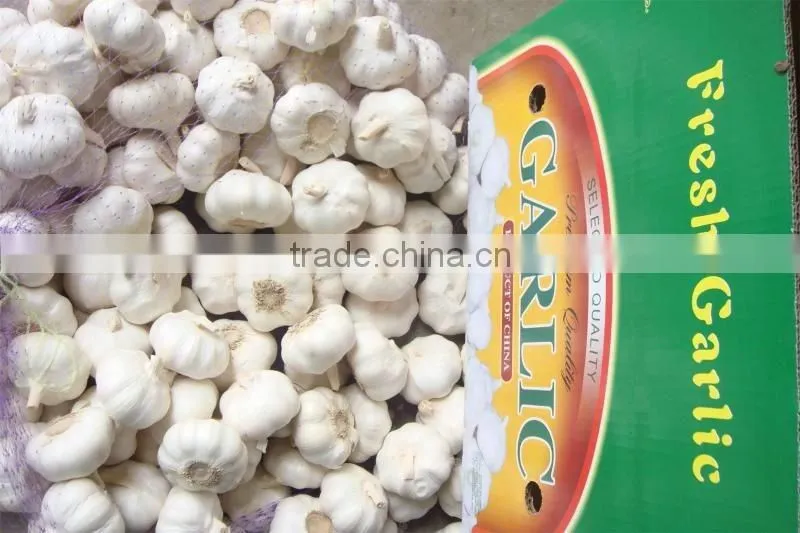 Supply Fresh Garlic