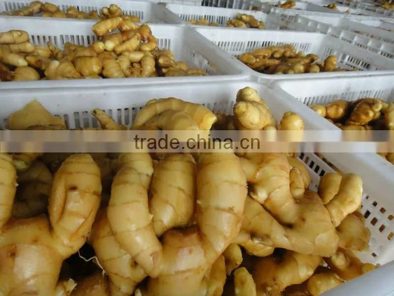 All year around supply fresh ginger