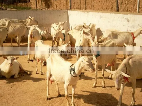 whole goat milk powder