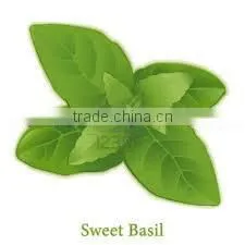 BULK Basil Oil