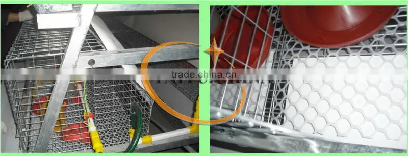 TAIYU Farm Broiler