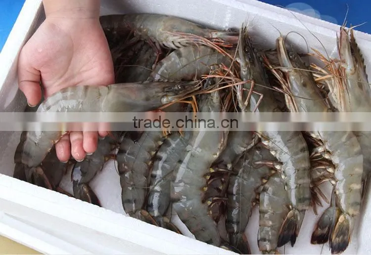 Frozen Banded Shrimp