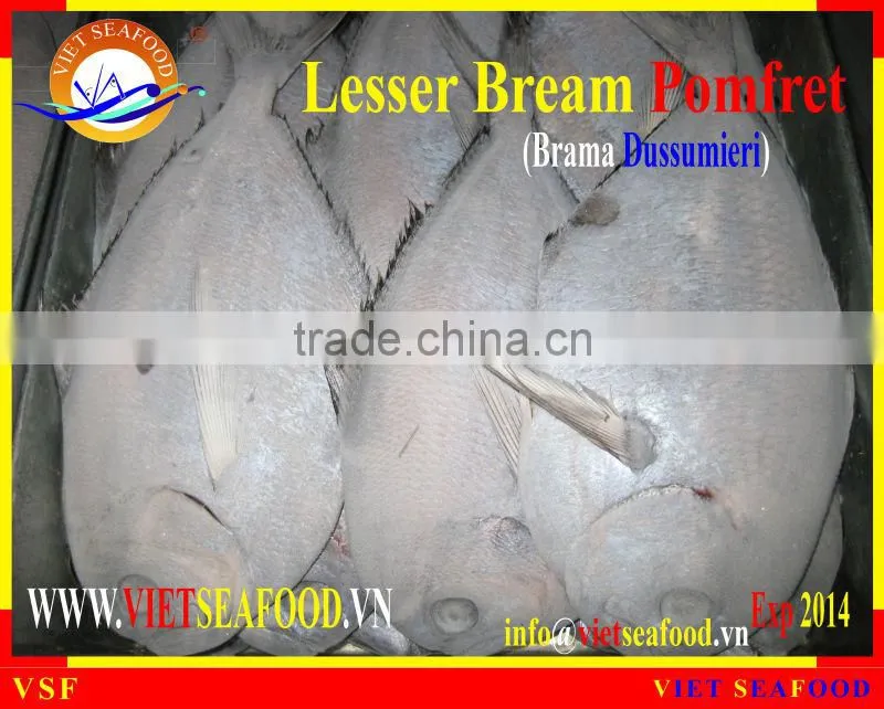 W/R FROZEN LESSER BREAM POMFRET