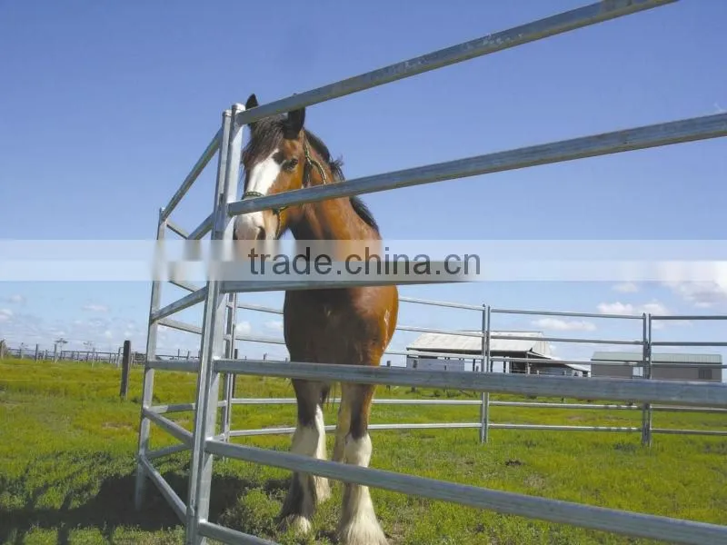 galvanised 40x40 SHS RAIL cattle panel
