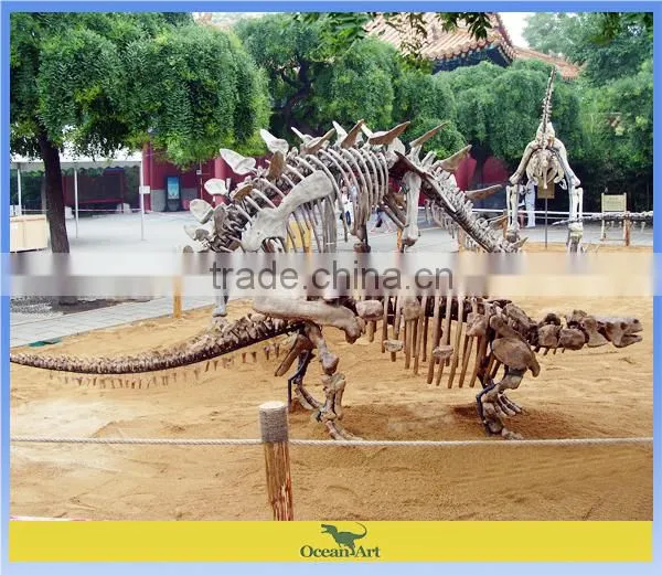 Outdoor museum quality real size fiberglass dinosaur skeleton