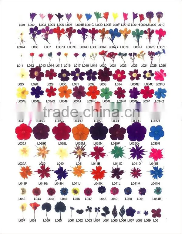 wholesale Nail Art Dry Dried Flowers Decoration With Mix Different Colors