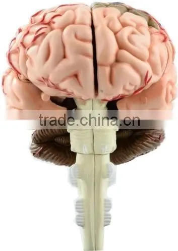 V-HM04 4D MASTER Human brain structure model