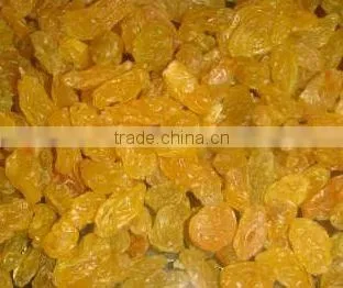 Gold raisin