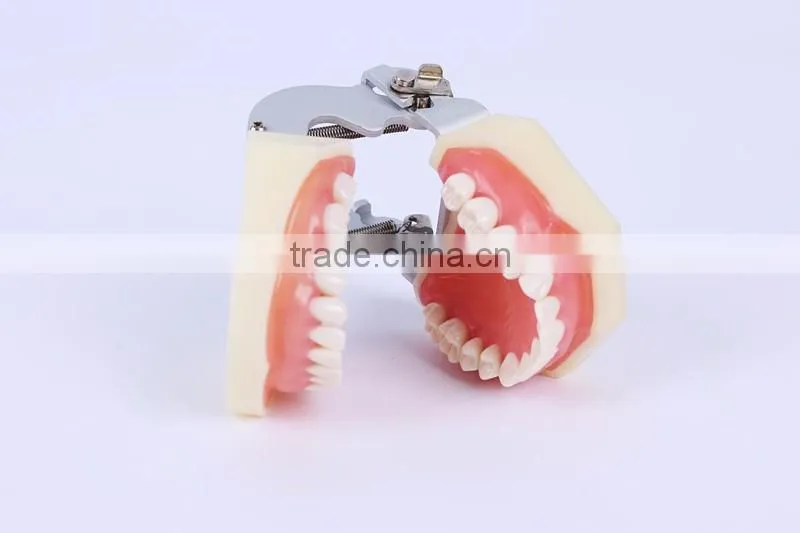 New Design Wholesale dental teaching model Standard Tooth Model of White Alundum Dentition Model