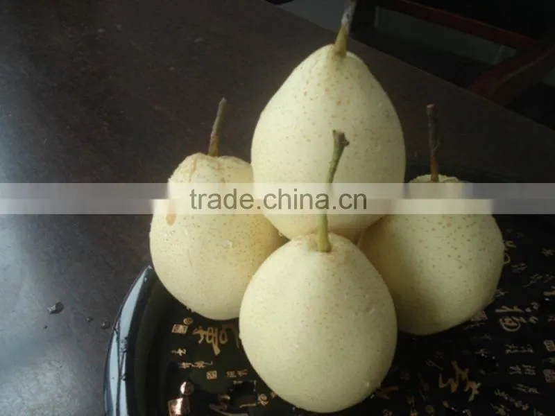 New crop ya pear of China fruit with best quality