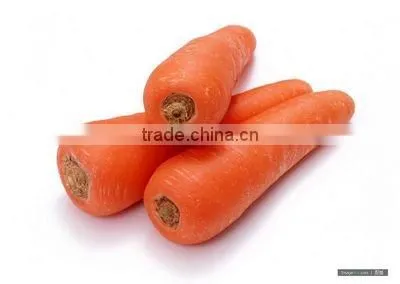 fresh carrots