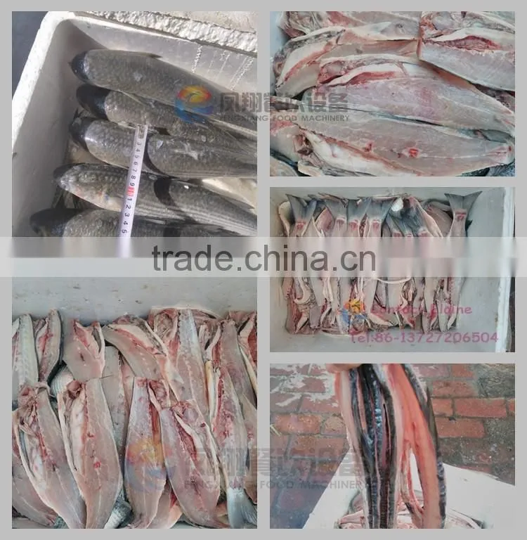 Industrial Automatic Tilapia Mullet Fish Cutting Fillet Splitting Machine
