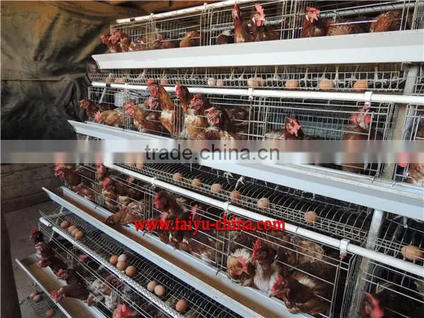 TAIYU Chicken Farm Chicken Cage for Sale