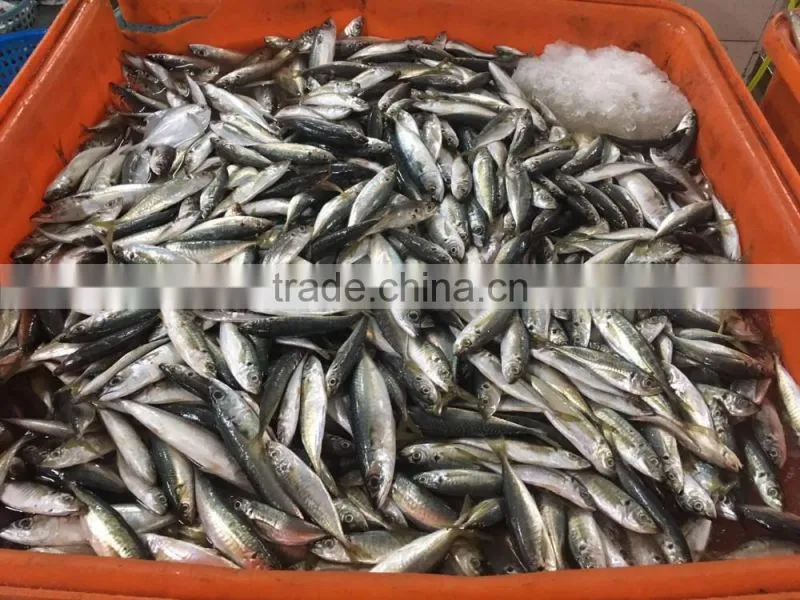 Chinese Frozen seafood/Frozen Fish Factory
