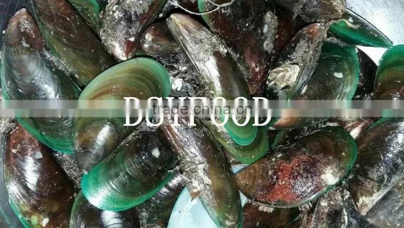 frozen green mussel